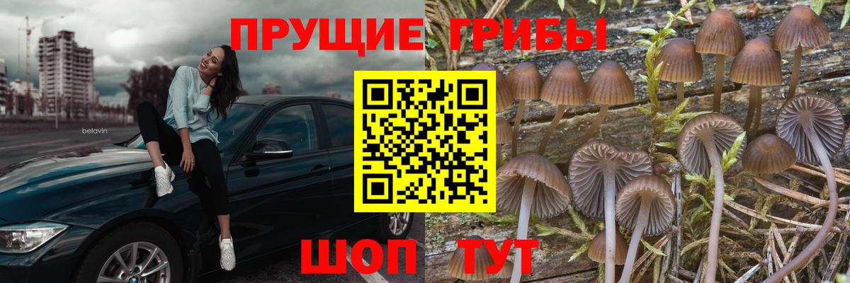 Псилоцибиновые грибы Psilocybine cubensis Коломна